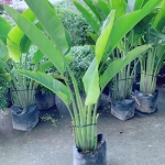 Cây chuối rẽ quạt bầu đất